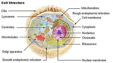 Myoglobin